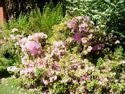Azelia bushes.
